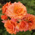 Easy Does It Rose 5lt