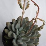 Echeveria 'Linda' 15cm Pot