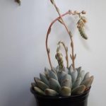 Echeveria 'Linda' 15cm Pot