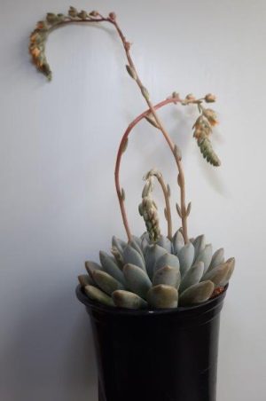 Echeveria 'Linda' 15cm Pot