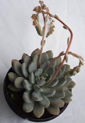 Echeveria 'Linda' 15cm Pot