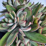 Echeveria Nodulosa 'Arrow'  15cm Pot