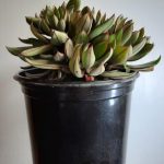 Echeveria Nodulosa 'Arrow'  15cm Pot