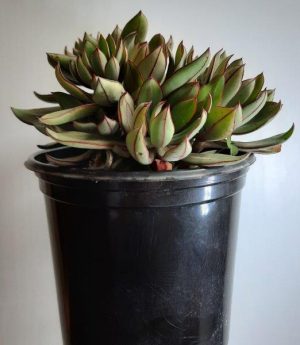 Echeveria Nodulosa 'Arrow'  15cm Pot