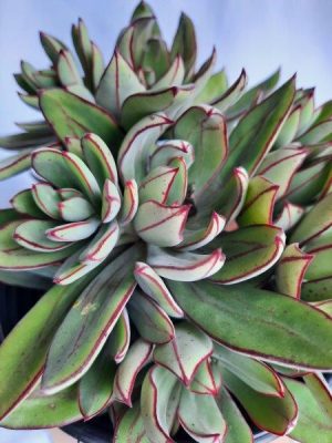 Echeveria Nodulosa 'Arrow'  15cm Pot