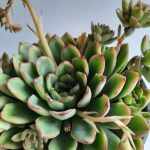 Echeveria Pellucida 15cm Pot