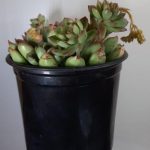 Echeveria Pellucida 15cm Pot