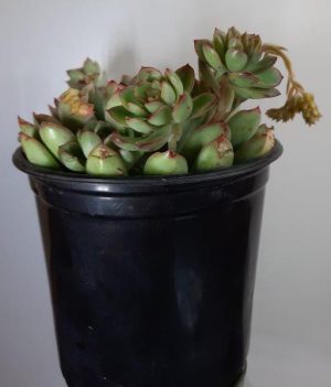 Echeveria Pellucida 15cm Pot