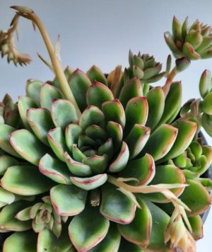 Echeveria Pellucida 15cm Pot