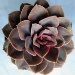 Echeveria 'Perle von Nurnberg' 15cm Pot