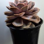Echeveria 'Perle von Nurnberg' 15cm Pot