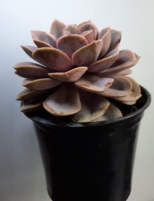 Echeveria 'Perle von Nurnberg' 15cm Pot