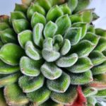 Echeveria Setosa 15cm Pot