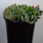 Echeveria Setosa 15cm Pot