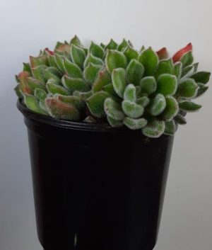 Echeveria Setosa 15cm Pot