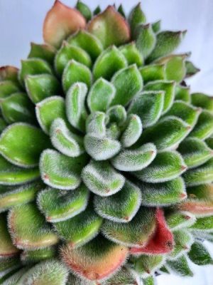Echeveria Setosa 15cm Pot
