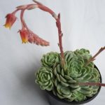Echeveria Elegans 15cm Pot