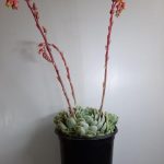 Echeveria Elegans 15cm Pot