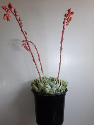 Echeveria Elegans 15cm Pot