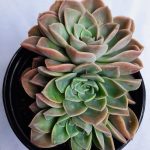 Echeveria Elegans Rosea 15cm Pot