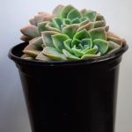 Echeveria Elegans Rosea 15cm Pot