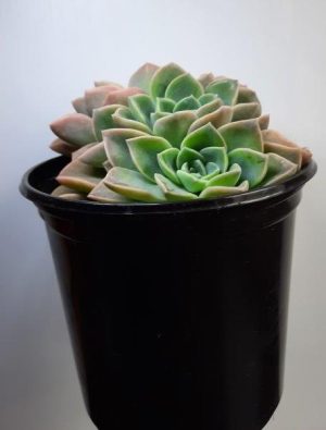 Echeveria Elegans Rosea 15cm Pot