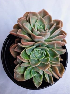 Echeveria Elegans Rosea 15cm Pot