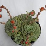 Echeveria globulosa x elegans 'Clara' 15cm Pot