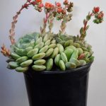 Echeveria globulosa x elegans 'Clara' 15cm Pot