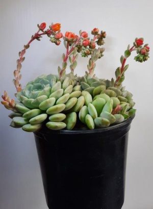 Echeveria globulosa x elegans 'Clara' 15cm Pot