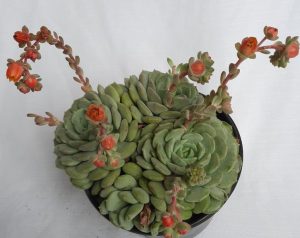 Echeveria globulosa x elegans 'Clara' 15cm Pot