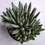 Echeveria Hookerii 15cm Pot