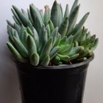 Echeveria Hookerii 15cm Pot