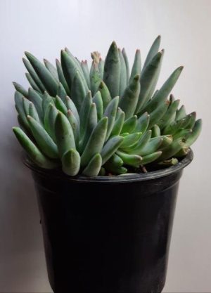 Echeveria Hookerii 15cm Pot