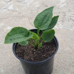 Echinacea 15cm Pot