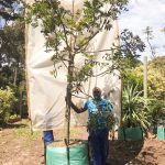 Ekebergia Capensis 250lt Tree