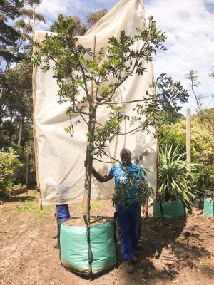 Ekebergia Capensis 250lt Tree