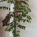 Ekebergia Capensis Pondo 20lt