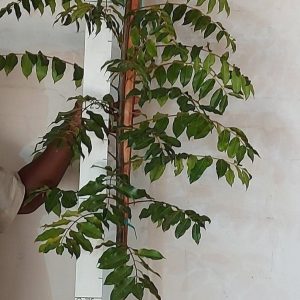 Ekebergia Capensis Pondo 20lt