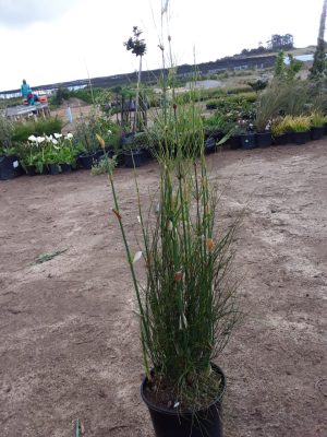 Elegia Capensis 17cm Pot