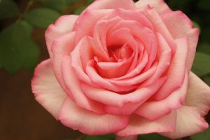 Elizabeth of Glamis Rose 5lt