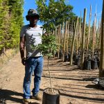 English Oak Tree 20lt