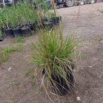 Eragrostis Capensis 17cm