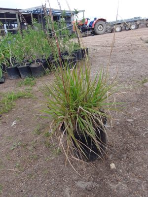 Eragrostis Capensis 17cm