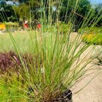 Eragrostis Curvula 4lt