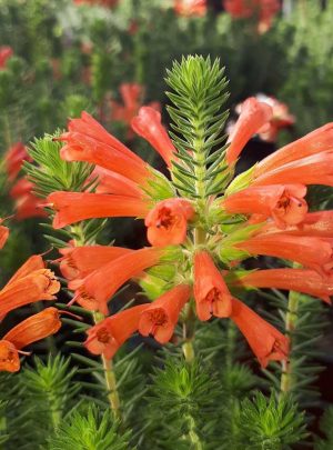 Erica Abietina 15cm Pot