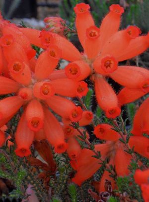 Erica Cerinthoides 15cm Pot