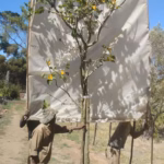 Erythrina Lysistemon Tree 125lt Large Common Name: Coral Tree, Lucky Bean Tree