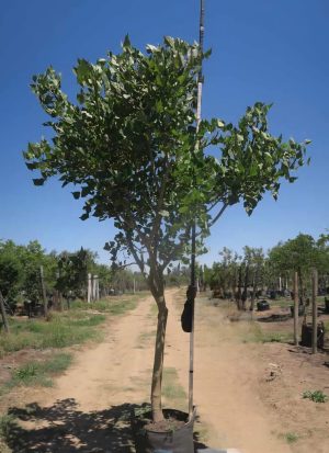 Erythrina Caffra 100lt