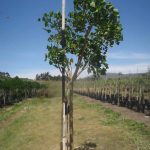 Erythrina Caffra 40lt